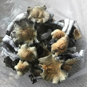 Buy Oak Ridge Mushrooms Online