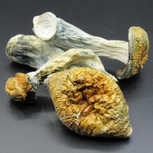 Buy Aztec Gods Mushroom Online