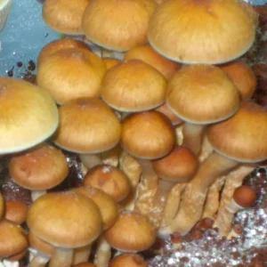 Buy Red Boy Mushrooms online